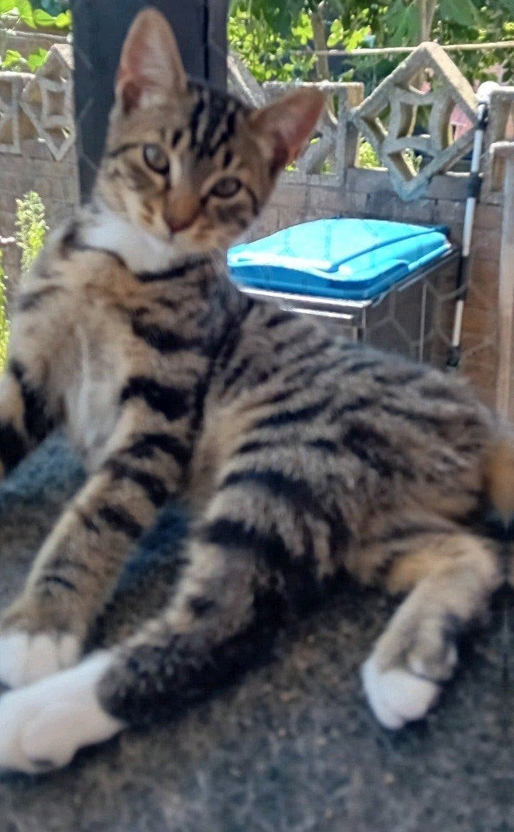 Mooie  kittens  Britsekorthaar/Bengaal €150, Meerdere dieren, Ontwormd, 0 tot 2 jaar