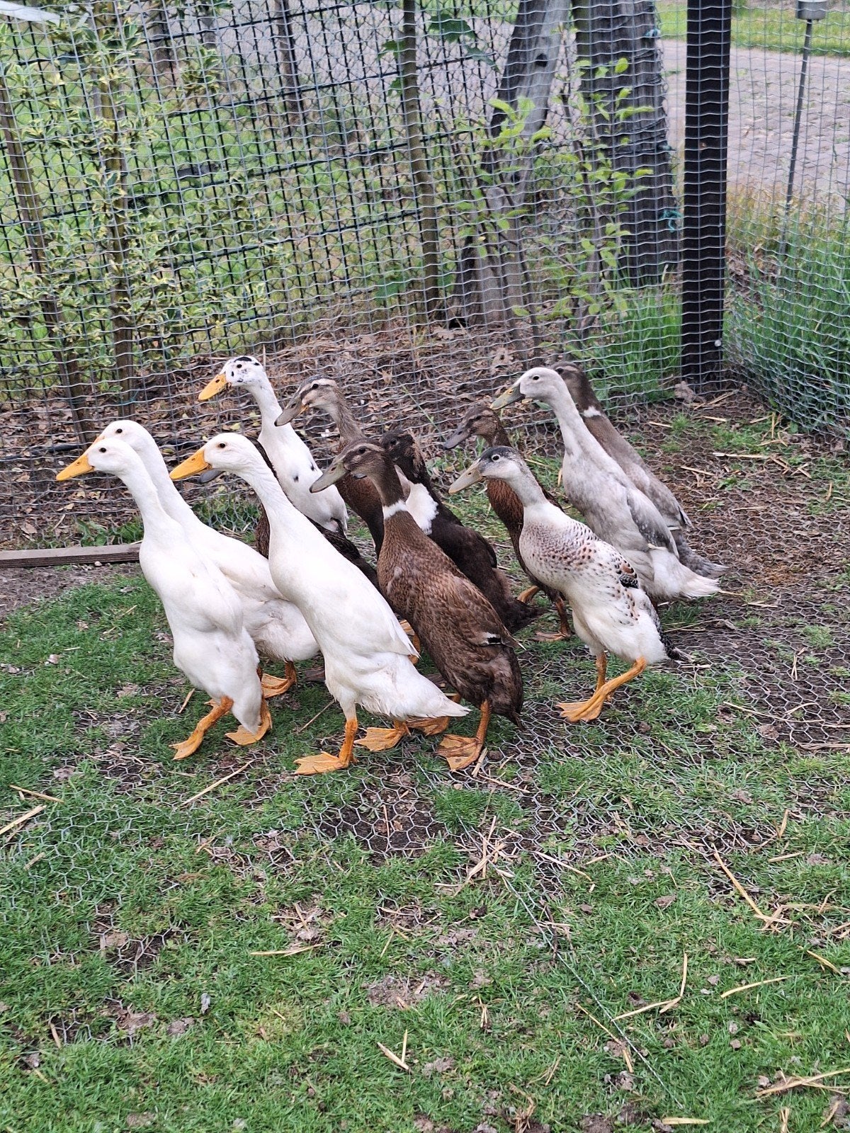Indische loopeenden, Dieren en Toebehoren, Pluimvee, Mannelijk, Eend
