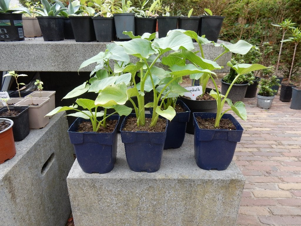 ARONSKELK, Vaste plant, Halfschaduw, Zomer, Ophalen