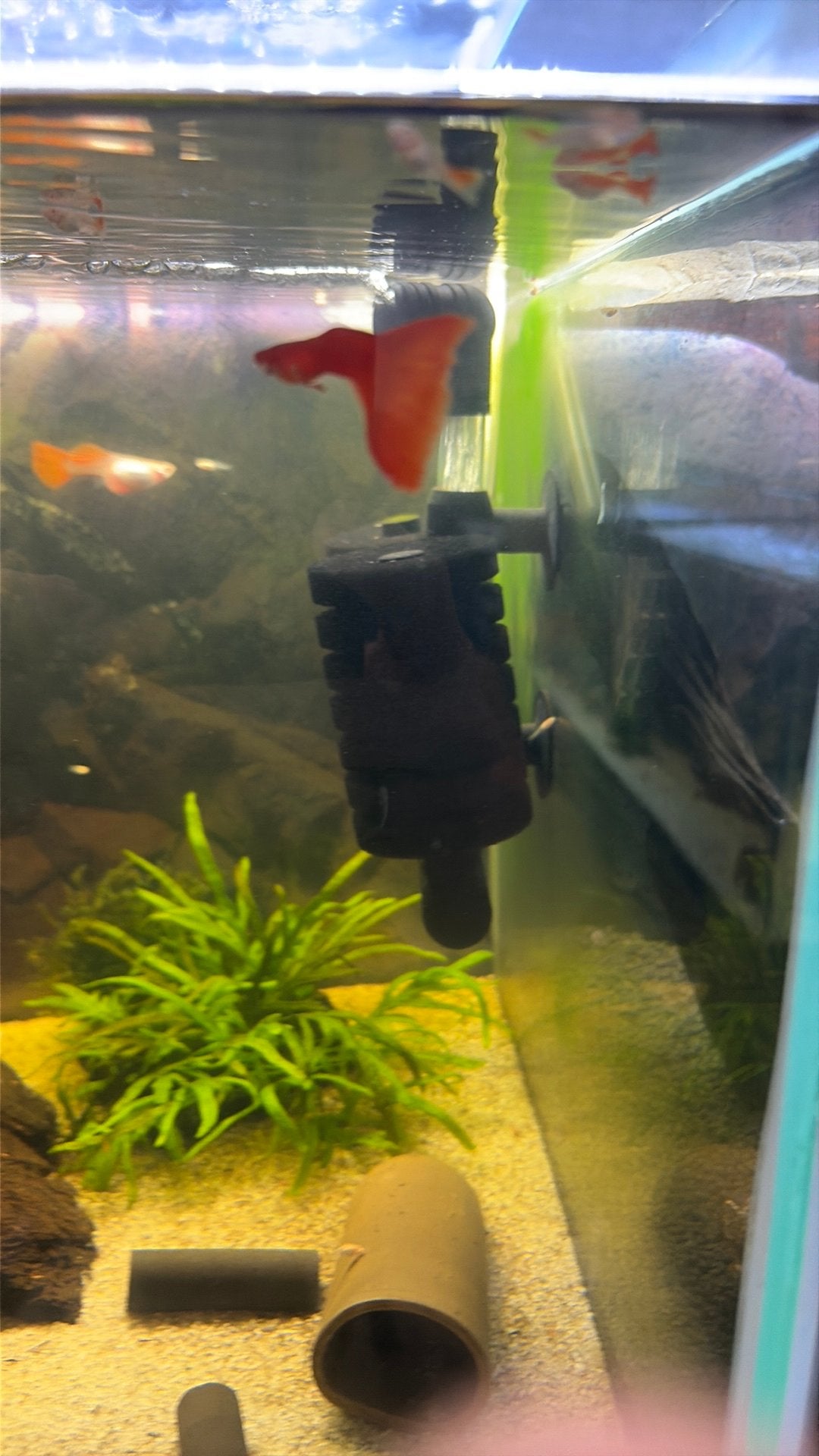 Full red albino guppen, Dieren en Toebehoren, Vis, Zoetwatervis