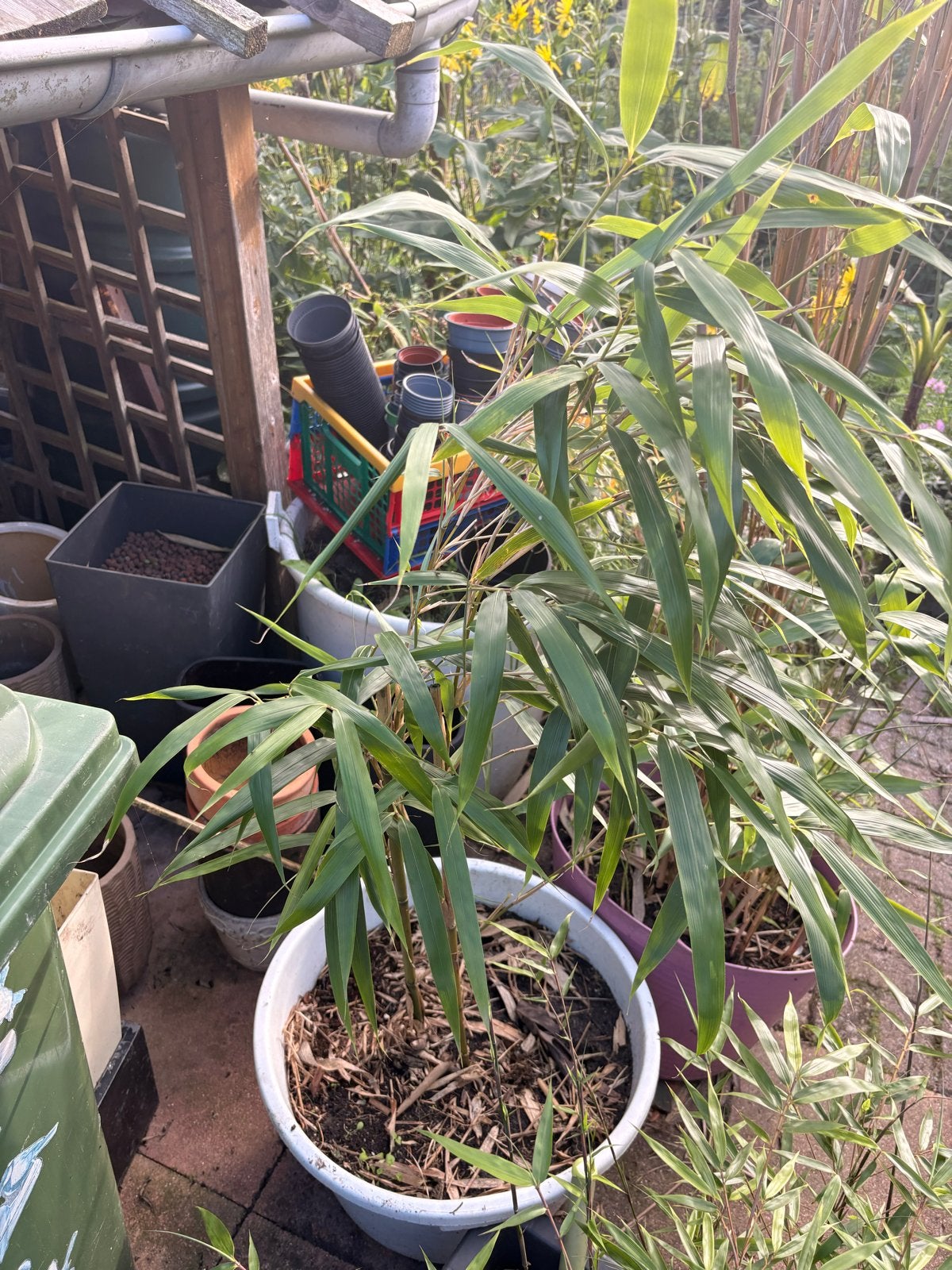 Diverse niet-woekerende bamboeplanten in kuip, Tuin en Terras, Ophalen, Vaste plant, Siergrassen, Bloeit niet