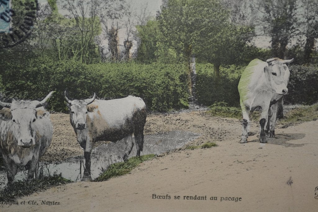 frankrijk 1905 vee koeien runderen ossen naar de wei, Ophalen of Verzenden, Voor 1920, Gelopen, Sterren en Beroemdheden