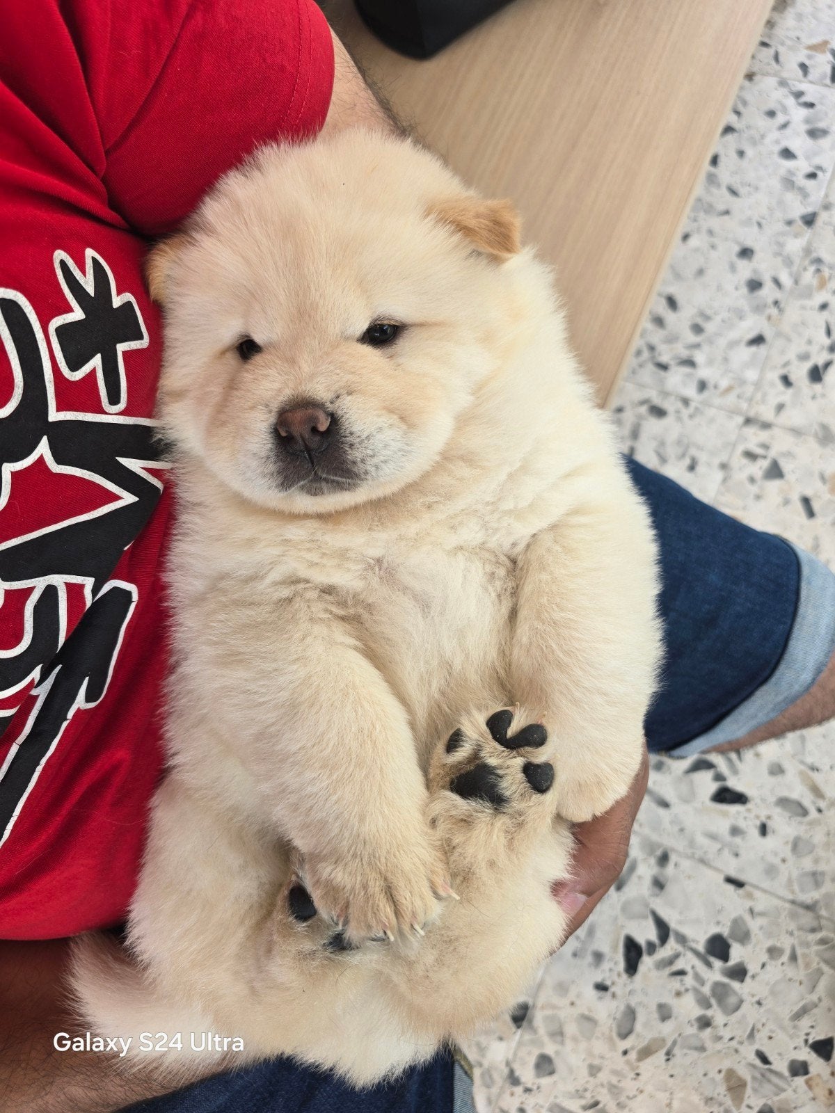 Puppies Chow Chow beschikbaar, Dieren en Toebehoren, België, Particulier, Overige rassen, 8 tot 15 weken