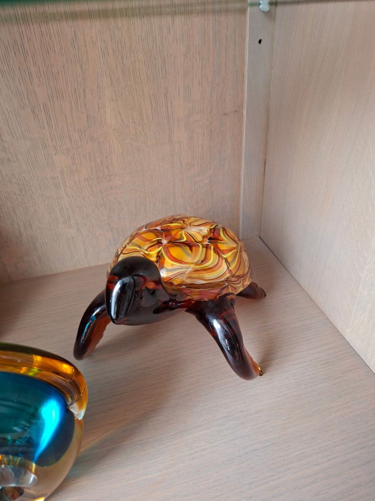 glazen schildpad, Ophalen