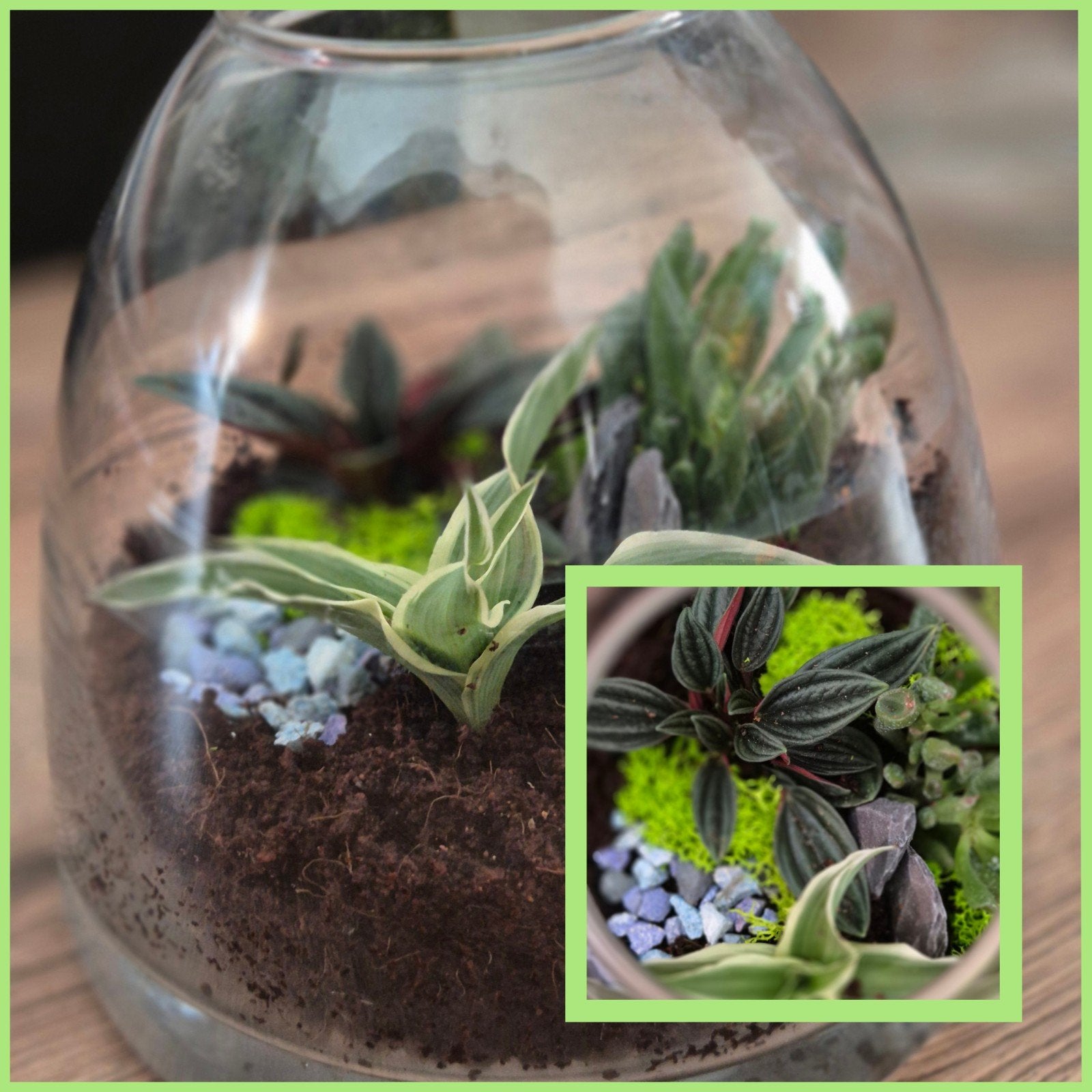 Diverse Terrarium Planten in Glas, Huis en Inrichting, Kamerplanten, Ophalen, Halfschaduw, Minder dan 100 cm