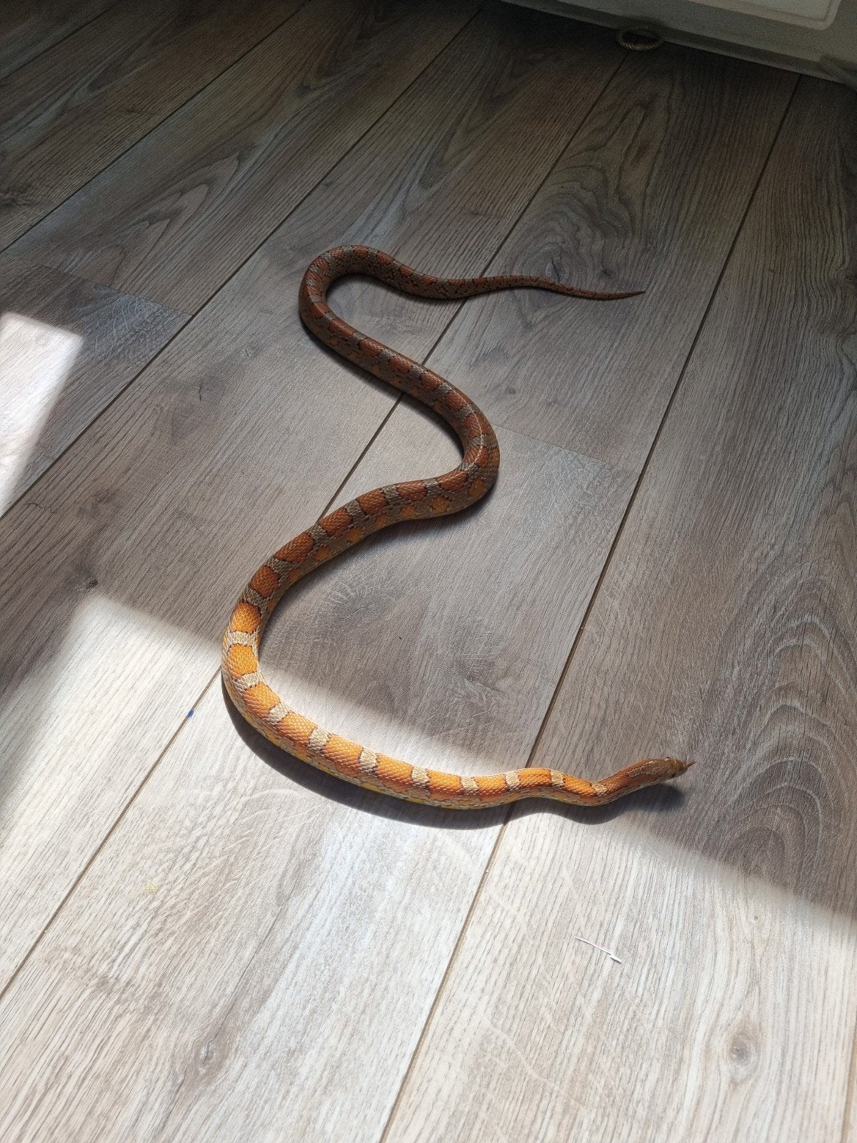 Koppel rattenslangen Rat Snake photo 4