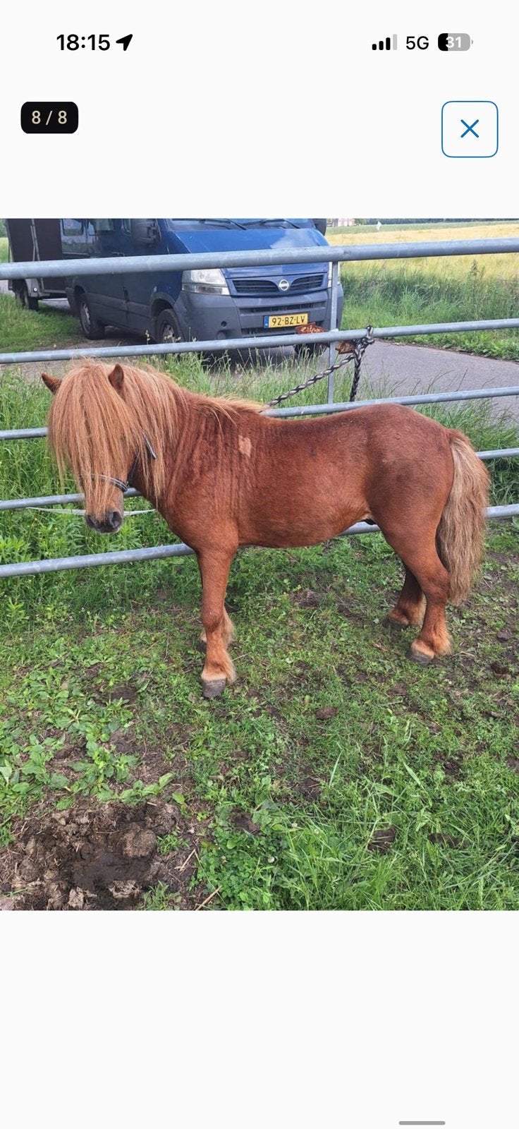 Shetlander hengst, Hengst