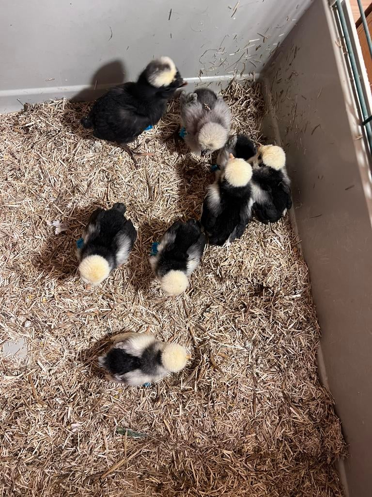 Te koop Prachtige USA Zijdehoender en Paduha henkuikentjes, Dieren en Toebehoren, Pluimvee, Vrouwelijk, Kip