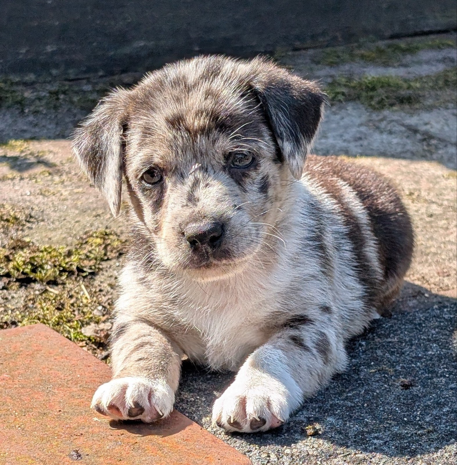 Jack Russell pups, Jack Russell Terriër, Reu, 8 tot 15 weken, Meerdere
