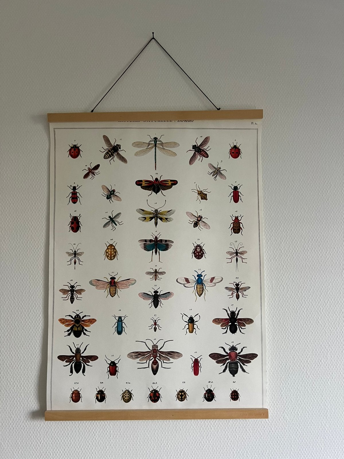 Poster insecten, Ophalen, Rechthoekig Staand, Met lijst, Nieuw