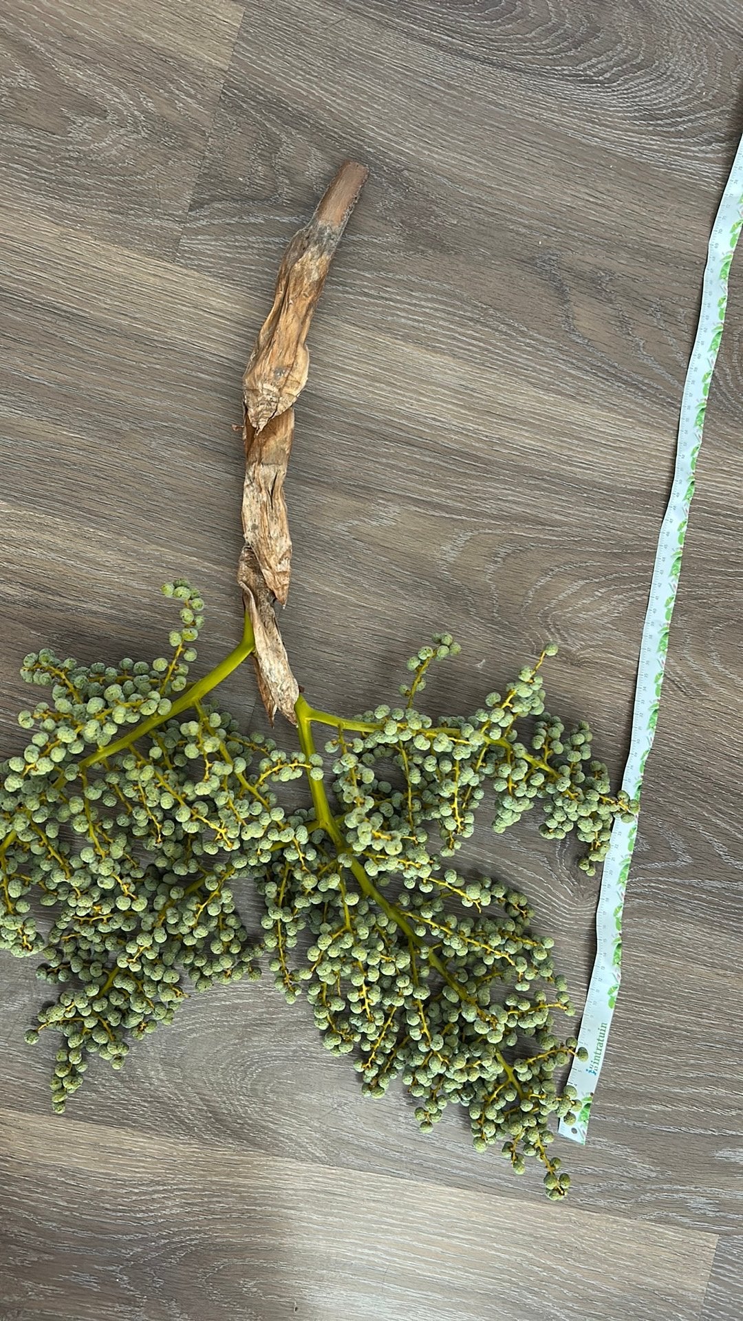 Grote zware dadel tak - Eigen kweek 70cm, Ophalen, Volle zon, Vaste plant, Bloeit niet