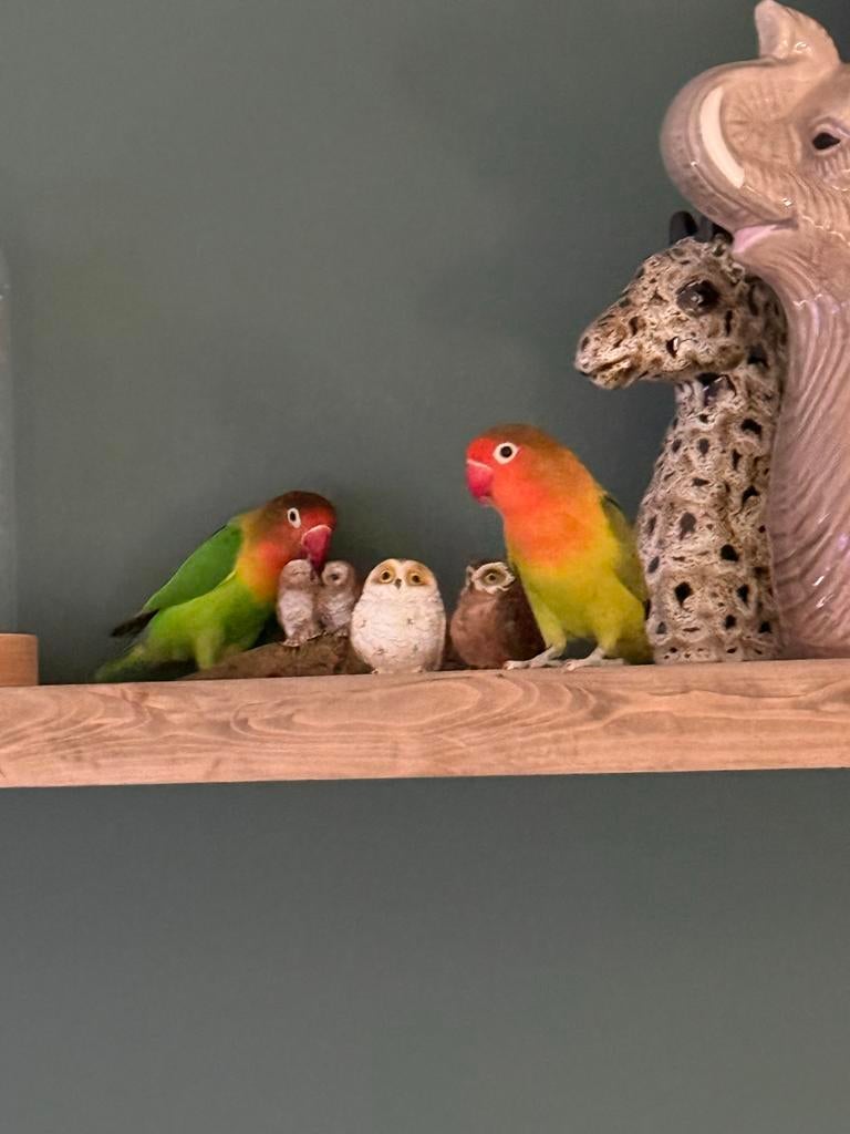 Mannelijk Koppeltje Agapornissen Niet Tam, Dieren en Toebehoren, Meerdere dieren, Dwergpapegaai of Agapornis