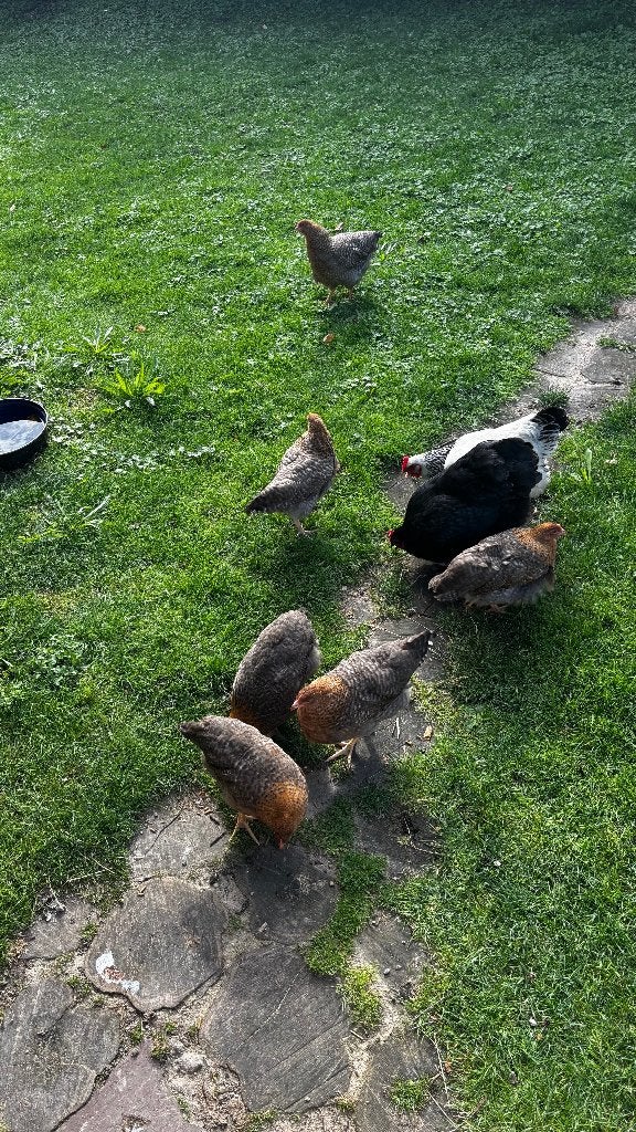 kip/kuikens, Dieren en Toebehoren, Pluimvee, Vrouwelijk, Kip