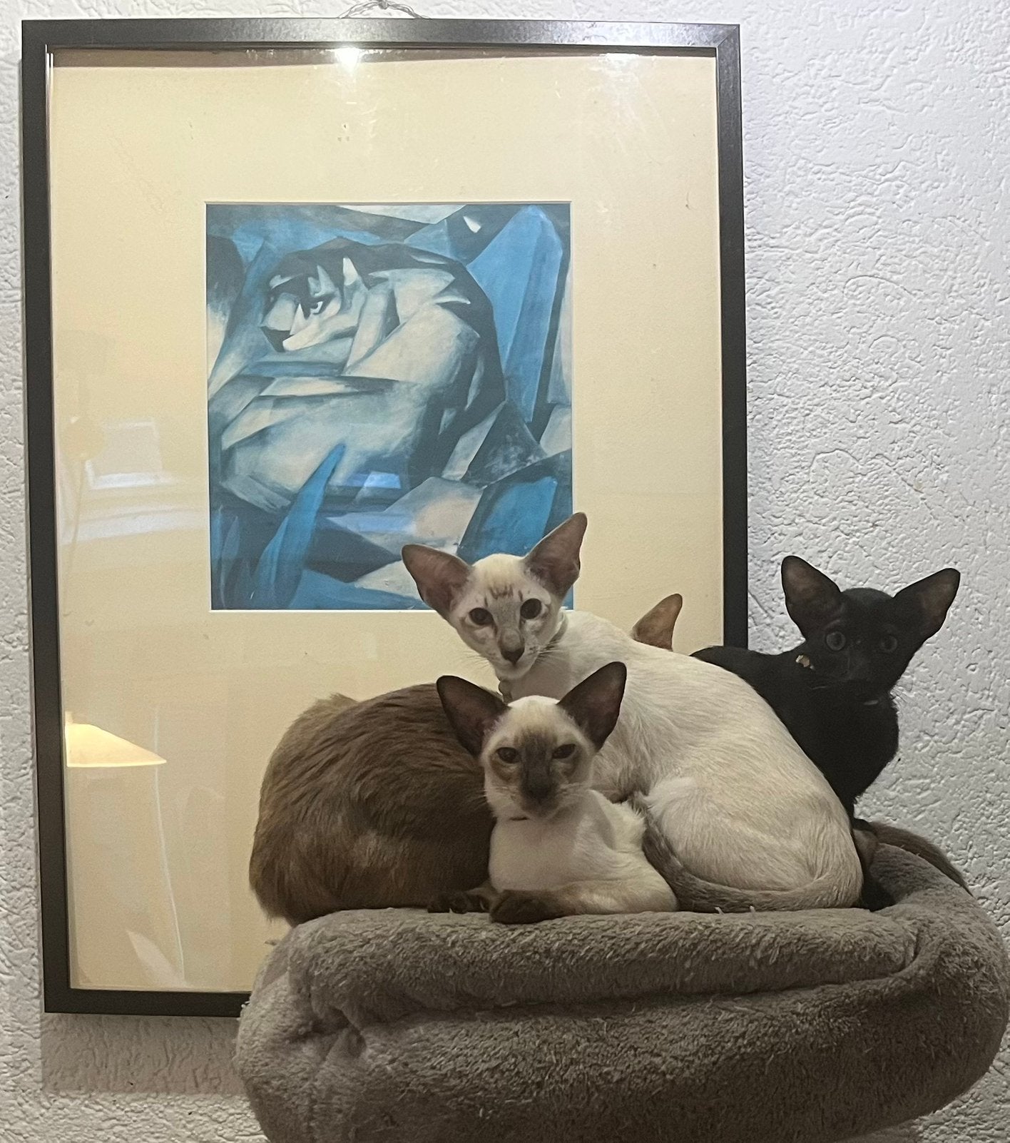 Prachtige Oosterse korthaar katers, Dieren en Toebehoren, Kater, Met stamboom, 0 tot 2 jaar