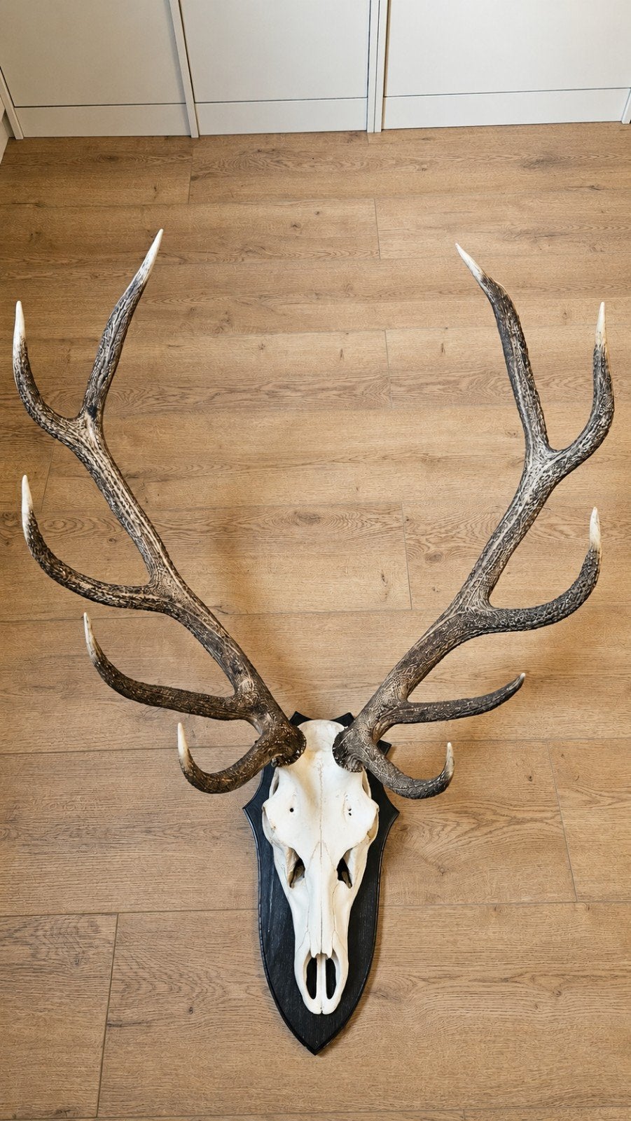 Hertenkop met Gewei - Decoratief Wandornament, Ophalen, Gebruikt, Hert, Gewei of Kop