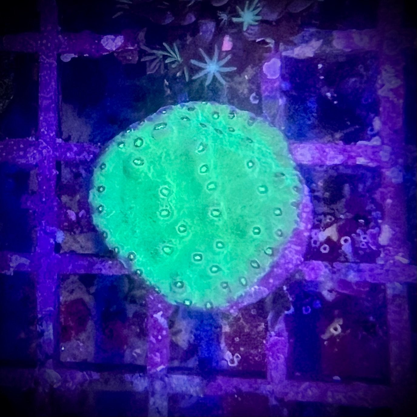 Turbinaria ultra green, Ophalen