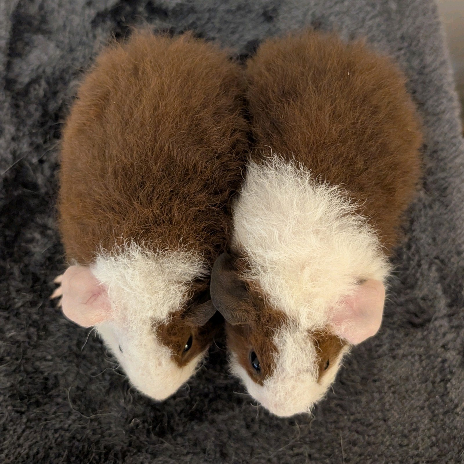 Rex Cavia 2 Beertjes, Cavia, Mannelijk, Juli, Tam