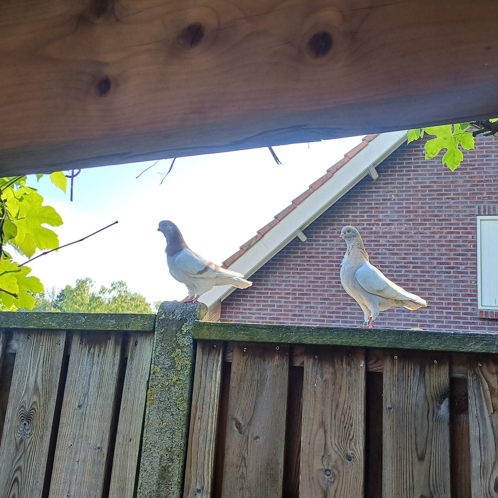 Mooi koppel italiaanse meeuwtjes van vorig jaar., Dieren en Toebehoren, Meerdere dieren, Overige soorten