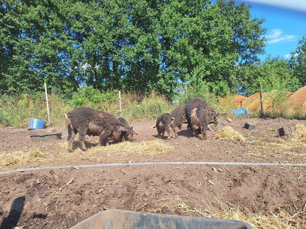Mangalica varkens, Dieren en Toebehoren, Meerdere dieren, Varken, 3 tot 5 jaar