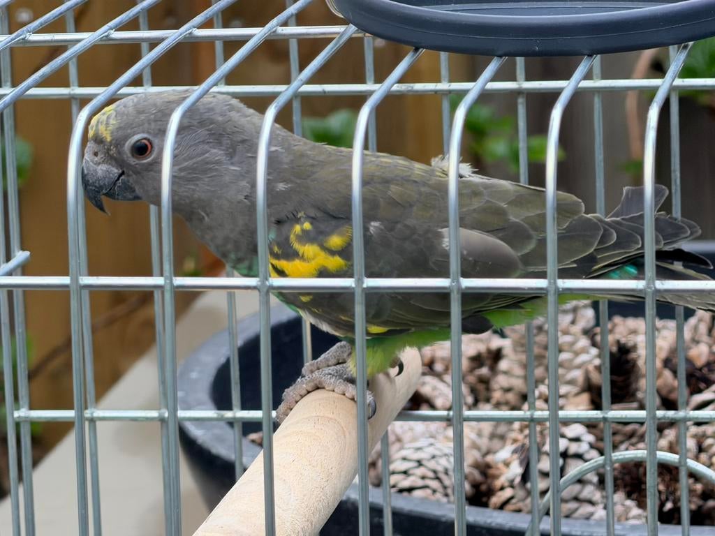 Meyer papegaai Man 2024, Dieren en Toebehoren, Mannelijk, Papegaai, Tam
