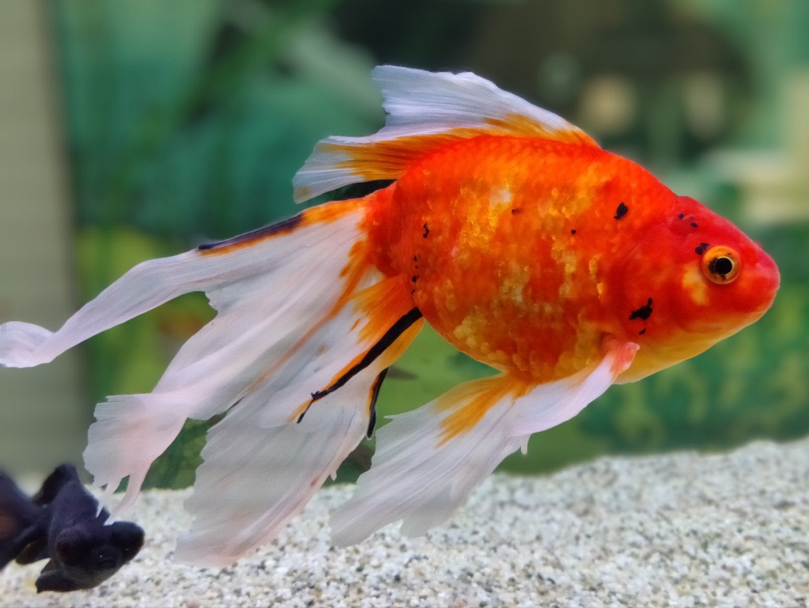 Fancy goldfish Sarasa XXL 25-30 cm circa 5 jr. oud
Deze vis, Vis, Zoetwatervis, Schoolvis