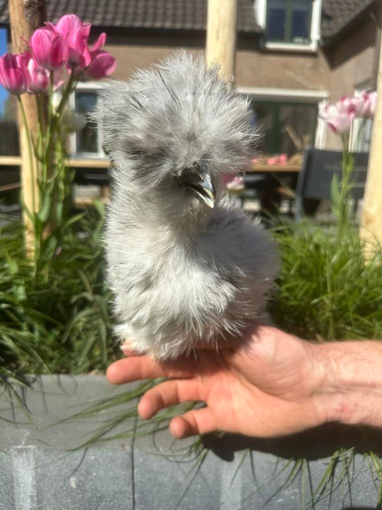 8 USA zijdehoen hennetjes 10-15wk, DNA getest & Marek geent, Dieren en Toebehoren, Pluimvee, Vrouwelijk, Kip