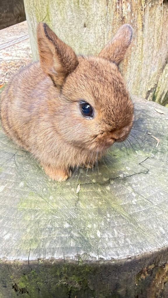 Prachtige half satijn en half kleurdwerg konijntjes te koop!, Dieren en Toebehoren, Meerdere dieren, Dwerg