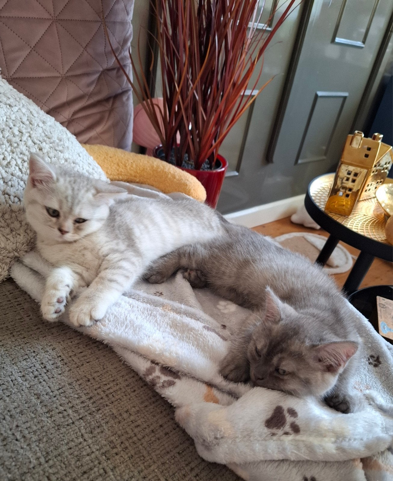 Britse Korthaar, kittens zilvergrijs en blauwgrijs, Dieren en Toebehoren, Katten en Kittens | Raskatten | Korthaar, Poes, Gechipt