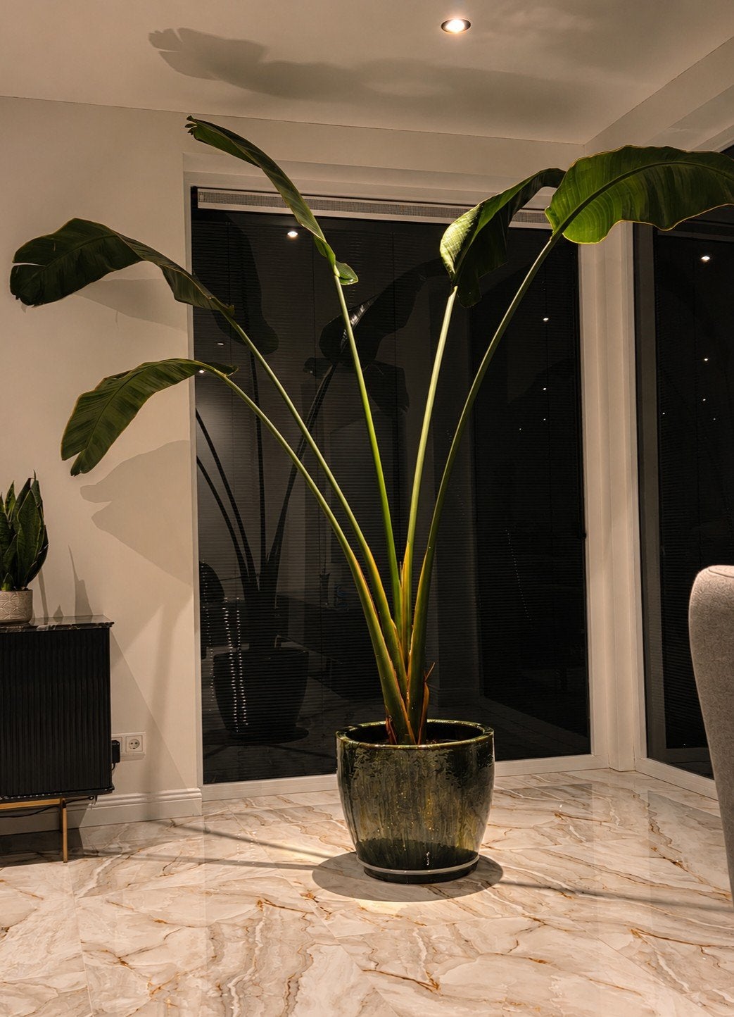 Strelitzia nicolai incl geglazuurde pot groen, Ophalen of Verzenden, Halfschaduw, Minder dan 100 cm