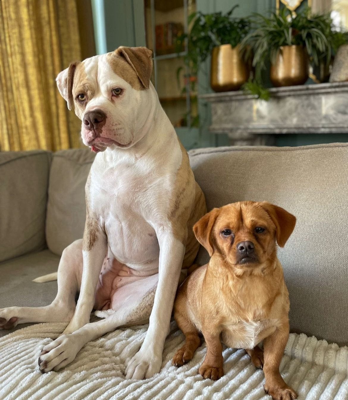 Hondenoppas gezocht voor onze lieve hondjes
