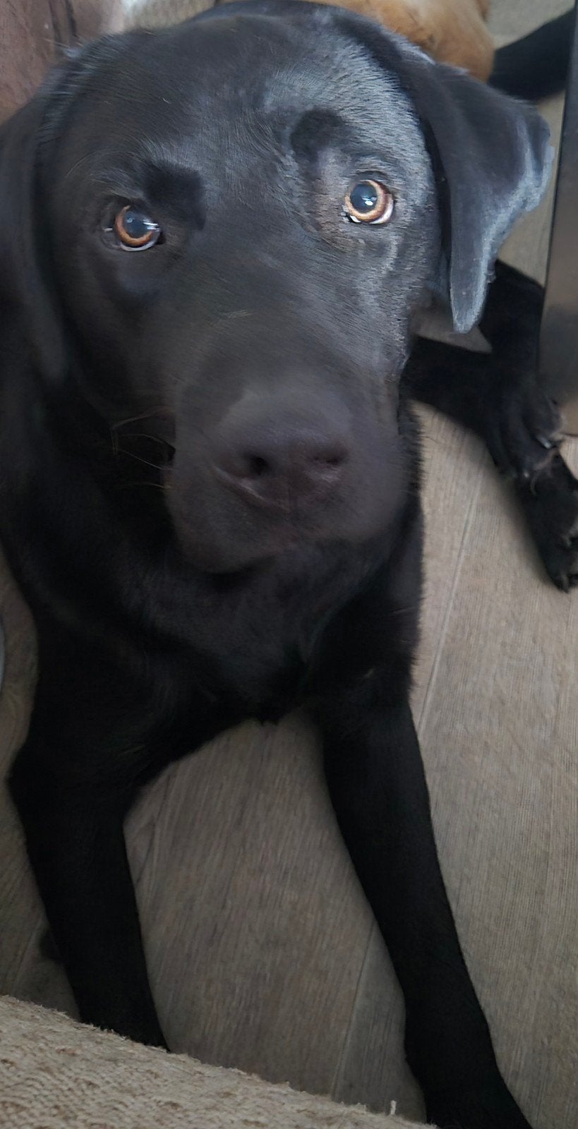 Zwarte goed getrainde labrador reu 1 jaar oud, Reu, 1 tot 2 jaar, Labrador retriever, Parvo