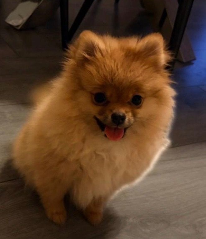 Pomeriaan teefje klein blijvend, Dieren en Toebehoren, Keeshond, 8 tot 15 weken, Teef, Eén hond