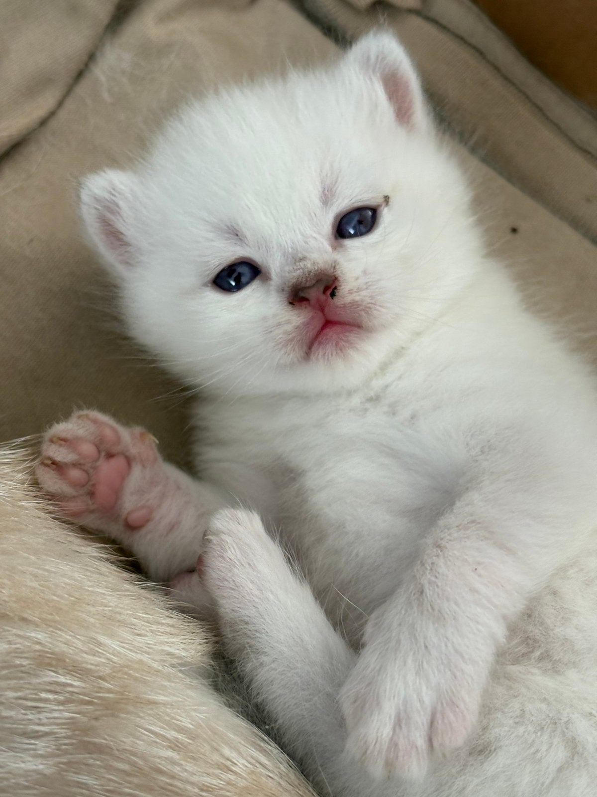 Britse korthaar kittens, Meerdere dieren