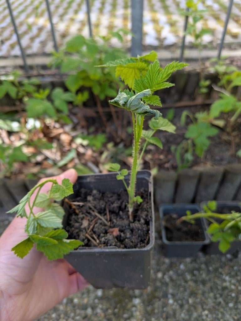 Gele frambozen stekken biologisch, Tuin en Terras, Planten | Tuinplanten, Ophalen, Volle zon