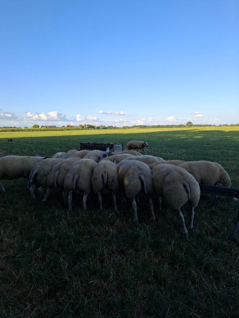 Texelaar stamboek ramlammeren, Mannelijk, Schaap, 0 tot 2 jaar