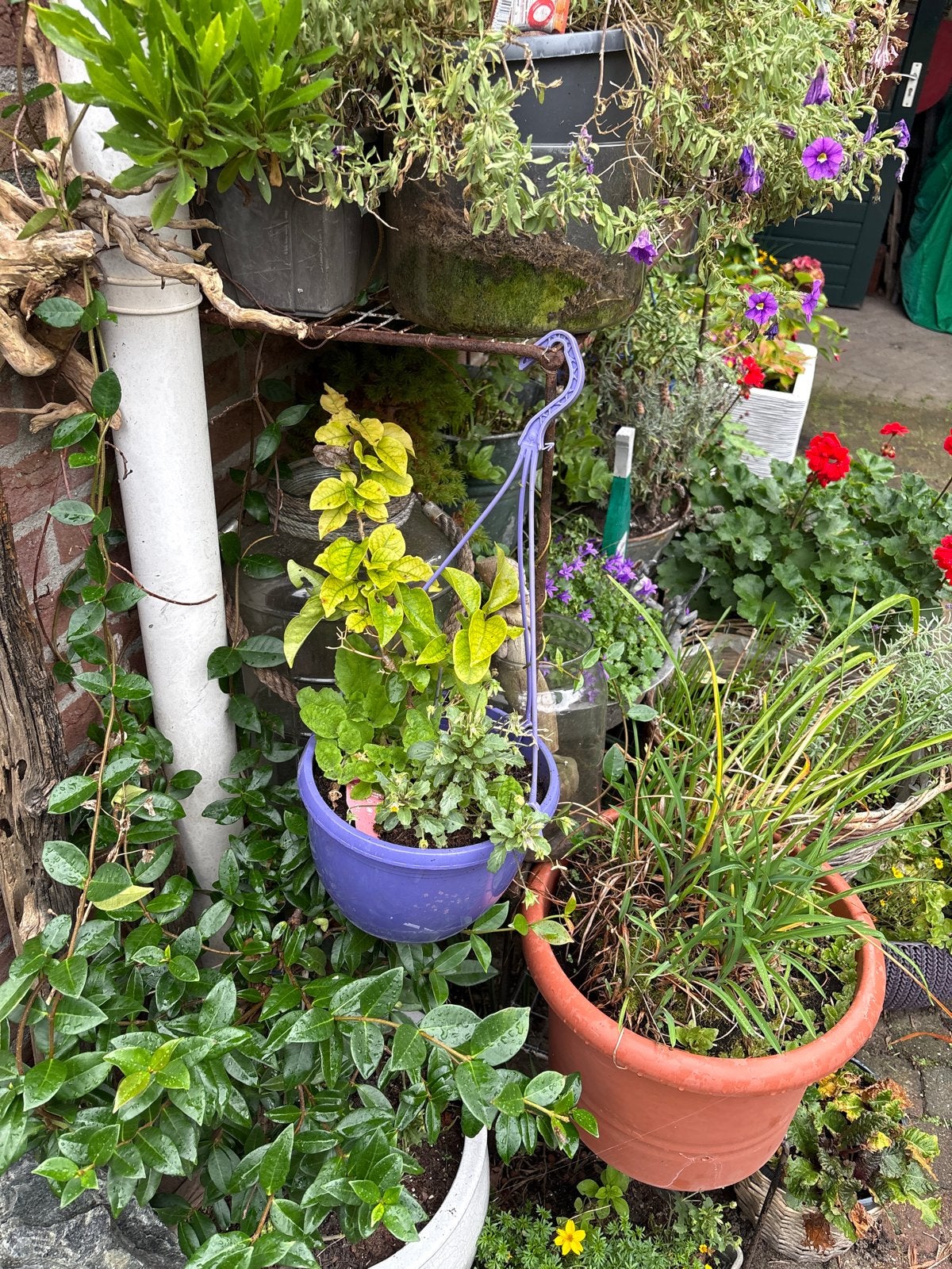 Planten rek voor tuin of balkon, Tuin en Terras, Gebruikt, 40 cm of meer, Ophalen of Verzenden, Metaal