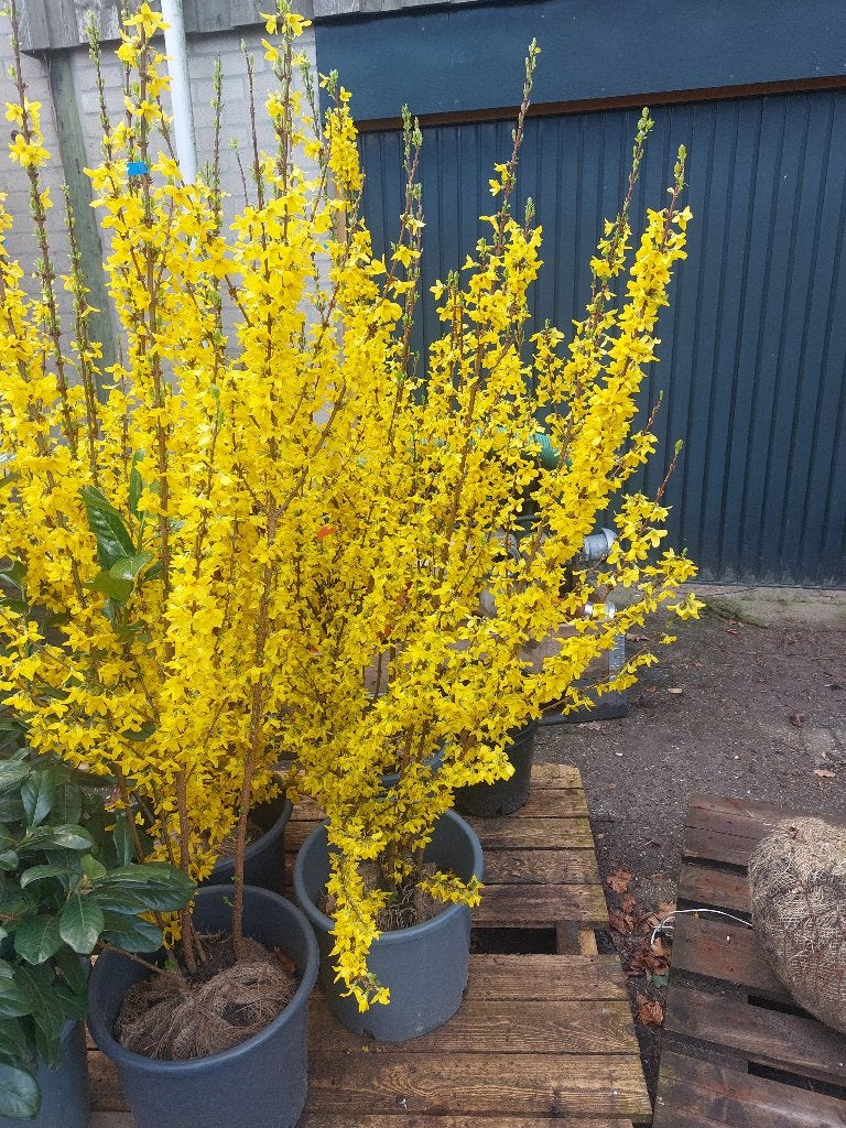 Forsythia (Chinees klokje), Ophalen, Overige soorten, 100 tot 250 cm
