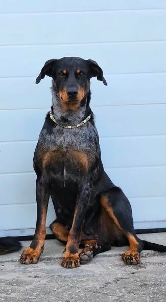 Beauceron pups, Dieren en Toebehoren, Parvo, 8 tot 15 weken, Meerdere, Meerdere dieren