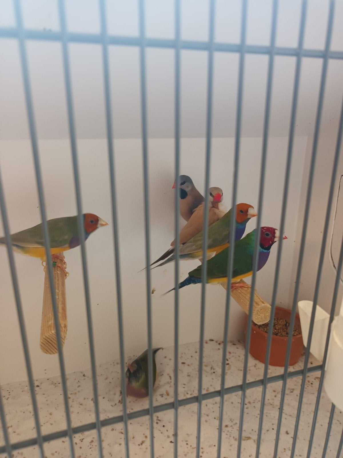 4 Gouldamadines mannen komen uit buiten volière, Mannelijk, Tropenvogel