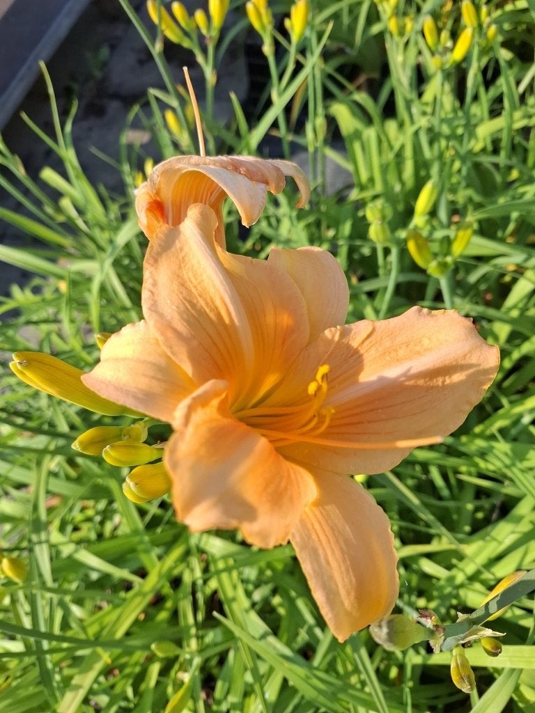 hemerocallis , dglelie, Vaste plant, Halfschaduw, Zomer, Ophalen
