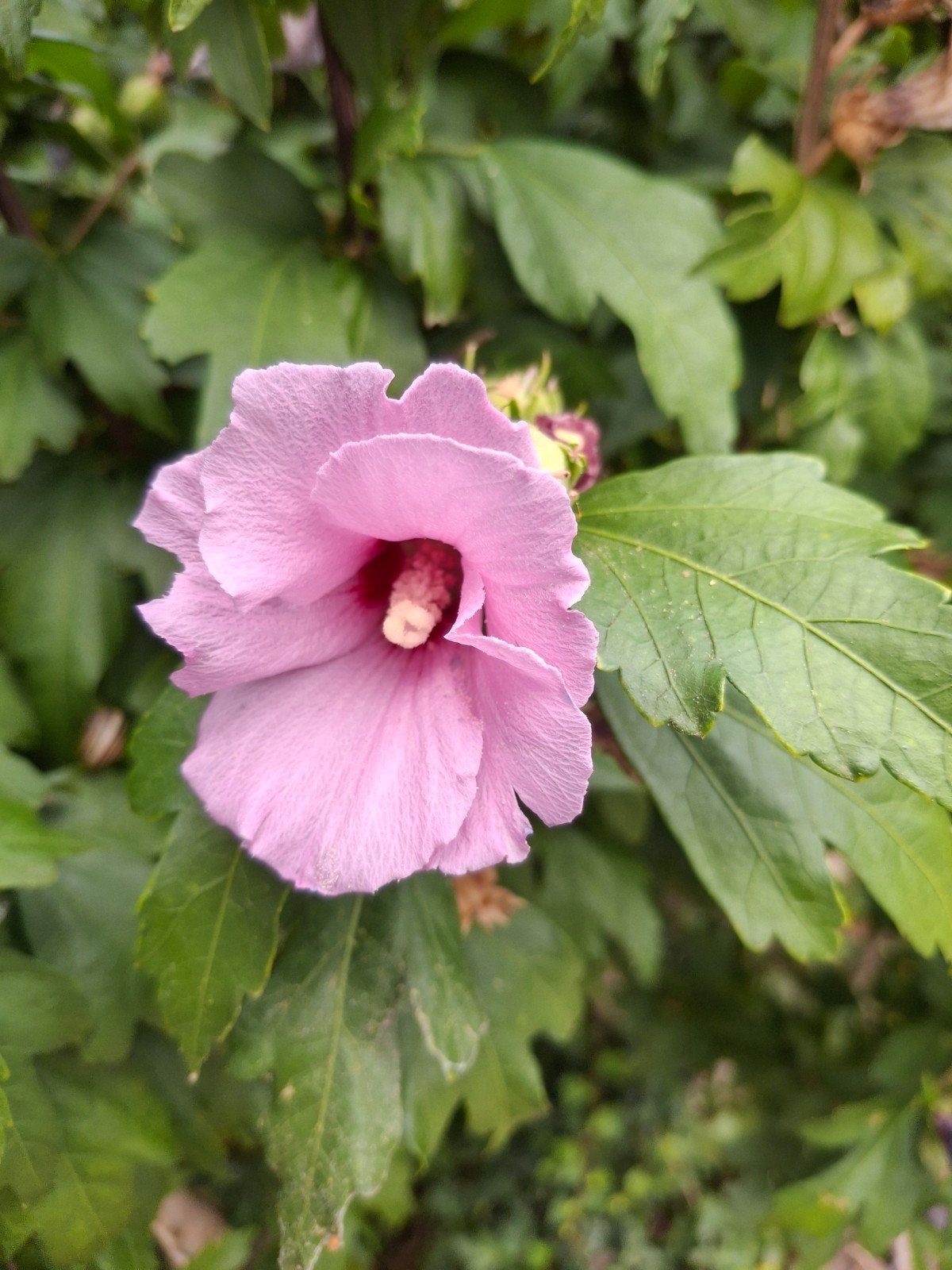 Hibiscus 3 keer 25 per st of 3 voor 60 euro, Tuin en Terras, Planten | Struiken en Hagen, Ophalen, Overige soorten, Struik, 100 tot 250 cm