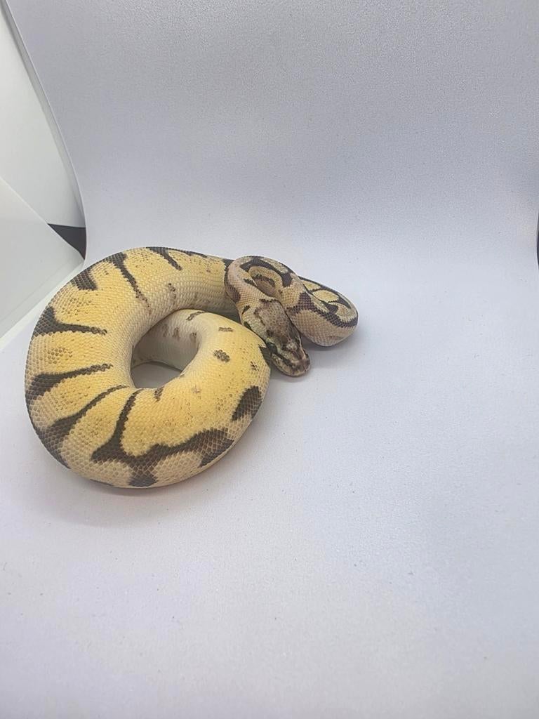 Ball pyhton bumble bee phantom, Dieren en Toebehoren, Slang, 0 tot 2 jaar