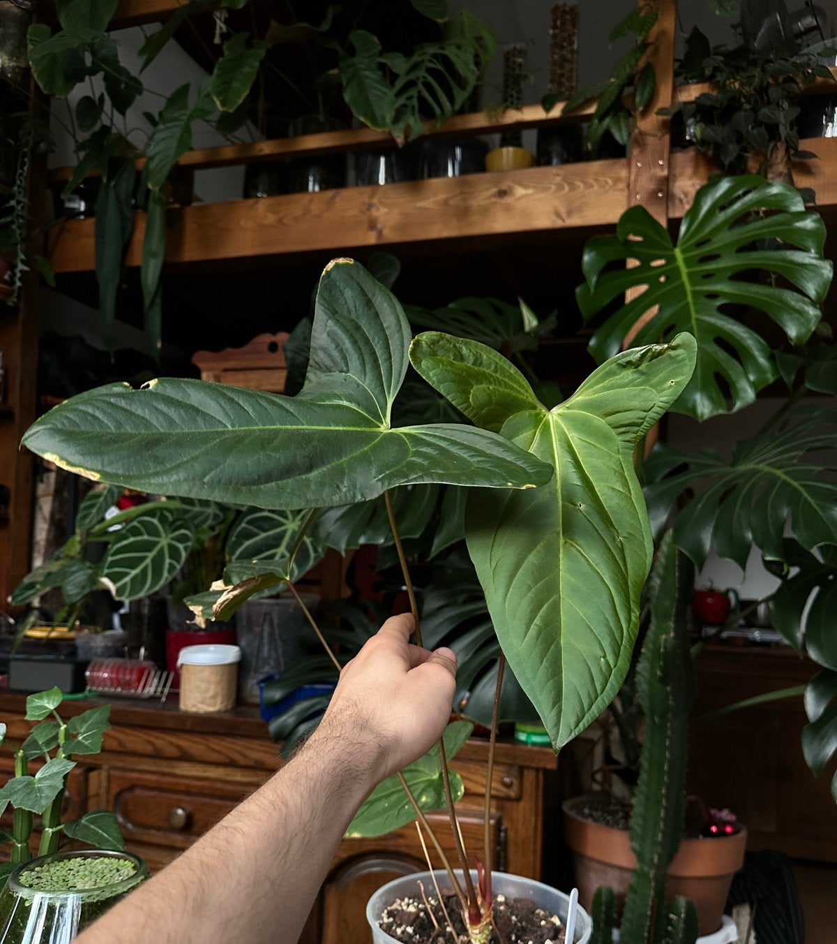 Anthurium papillilaminum Ruby x pinkleyi, Ophalen, Overige soorten, Halfschaduw