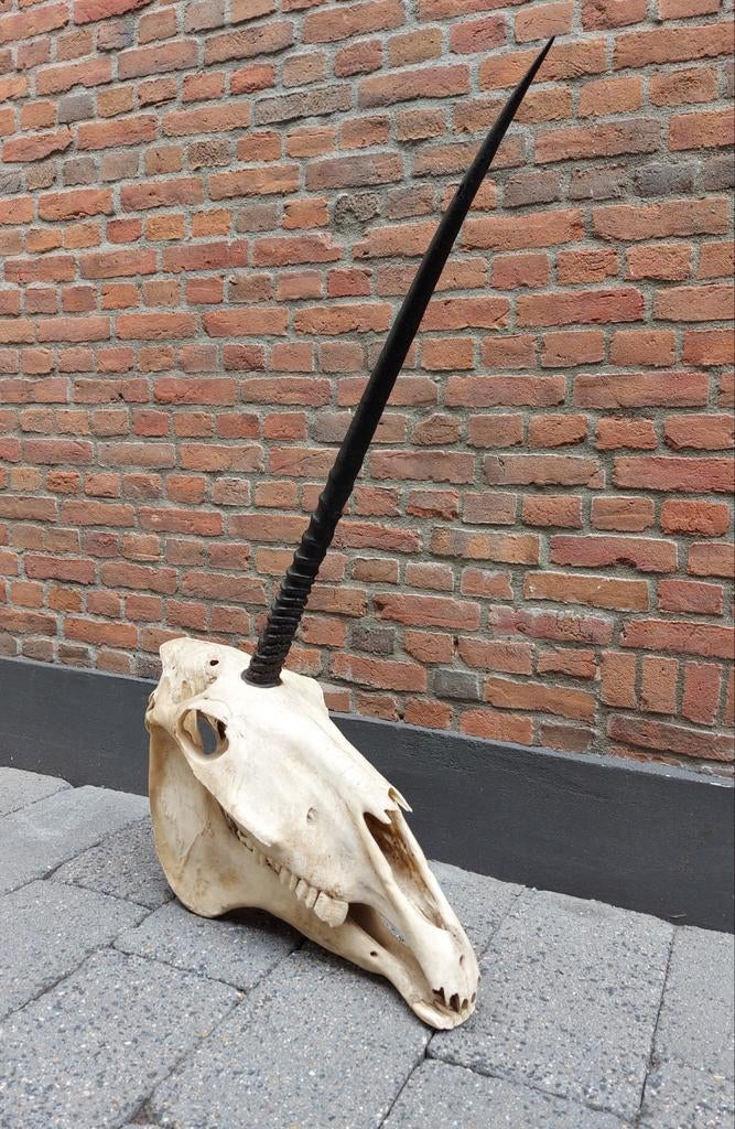 Schedel eenhoorn skull unicorn opgezette taxidermy paard, Ophalen, Paard, Schedel
