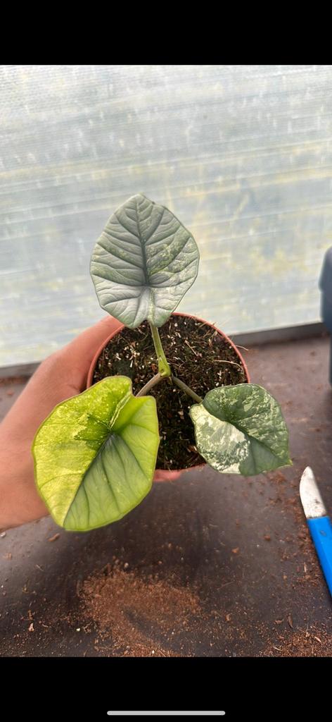 Alocasia Variegated, Huis en Inrichting, Kamerplanten, Ophalen of Verzenden, Halfschaduw, Minder dan 100 cm
