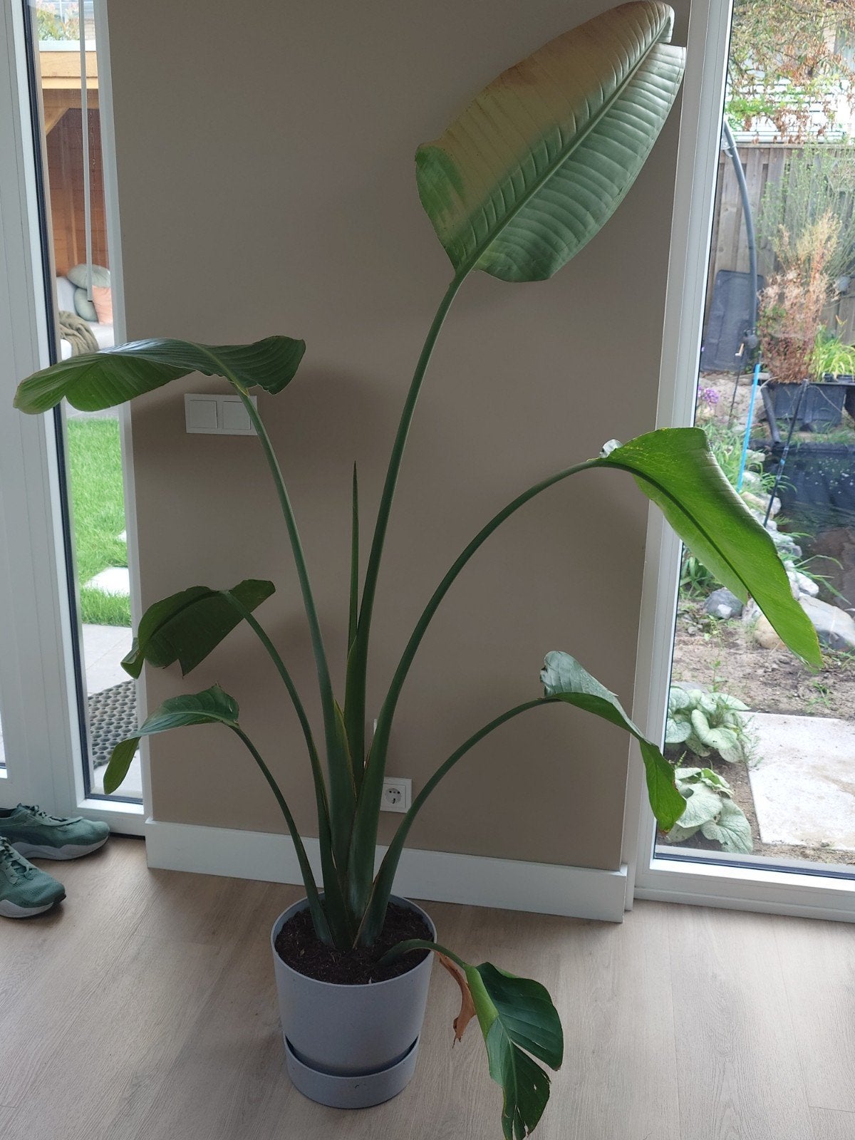 Strelitzia Nicolai - ca. 180cm hoog, Ophalen, Volle zon, 150 tot 200 cm