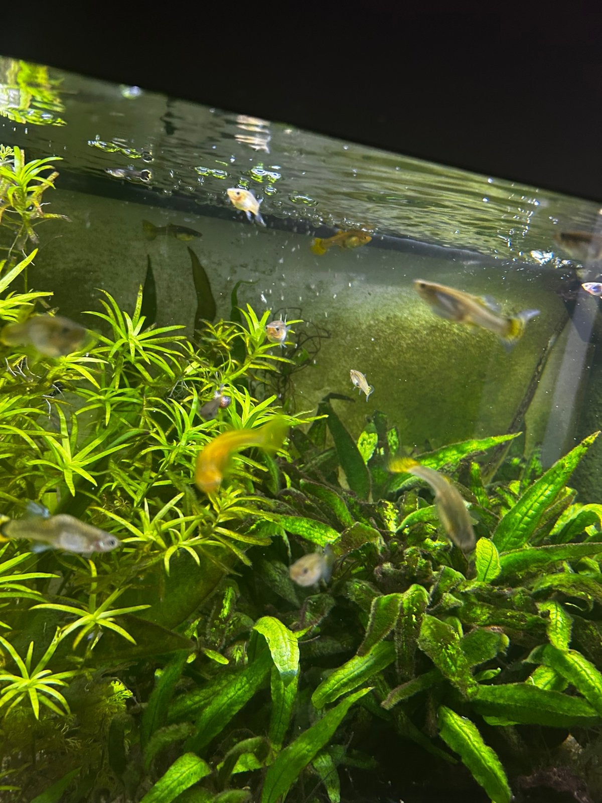 Gezonde volwassen guppy’s, Vis