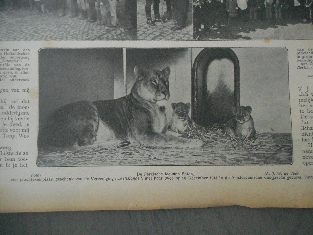 Artis. Leeuwin Saïda met welpjes. 1916., Ophalen of Verzenden, Voor 1920, Nederland, Knipsel(s)