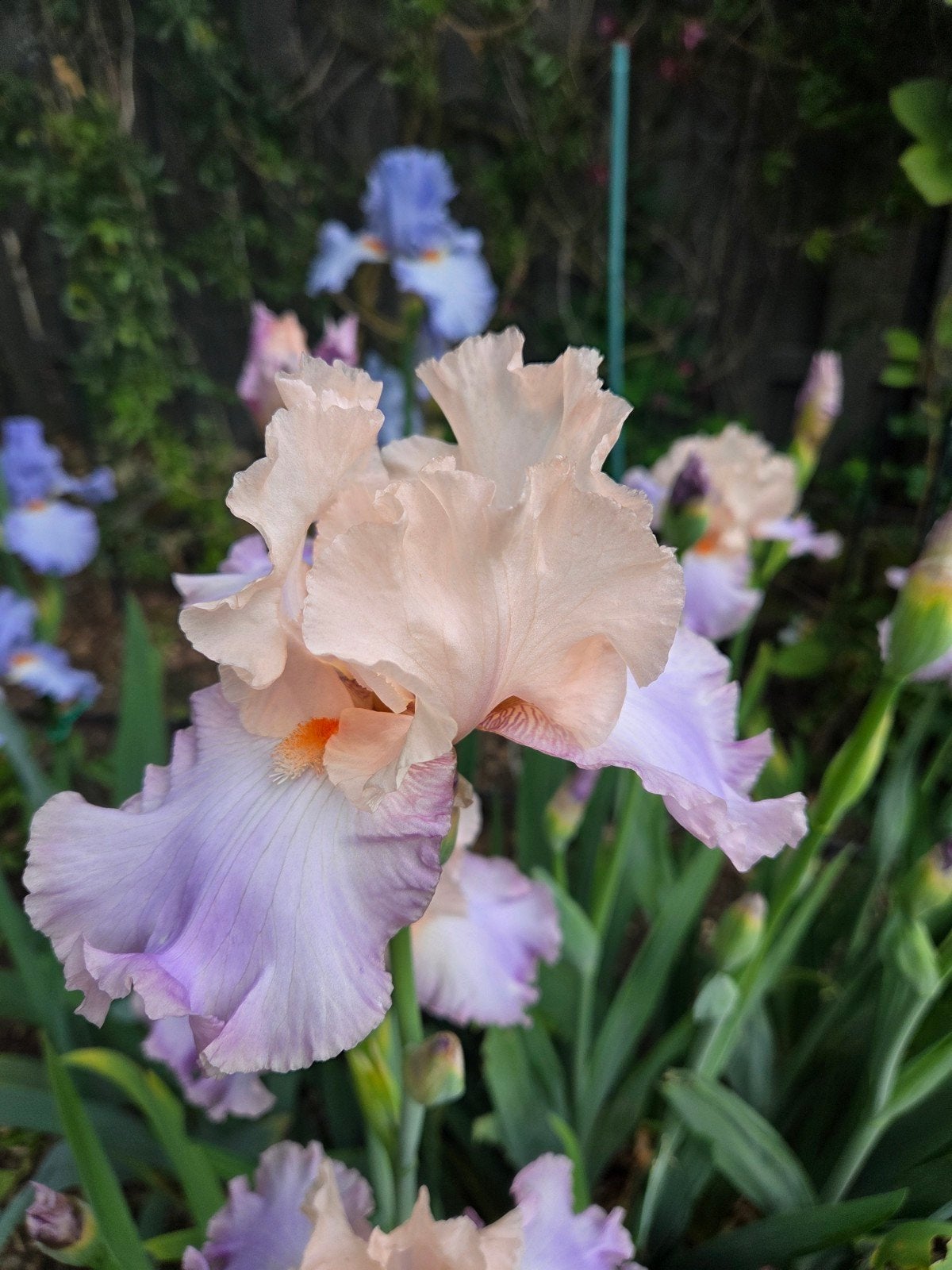 Iris stekken 4 kleuren, Tuin en Terras, Planten | Tuinplanten, Ophalen of Verzenden, Overige soorten, Volle zon