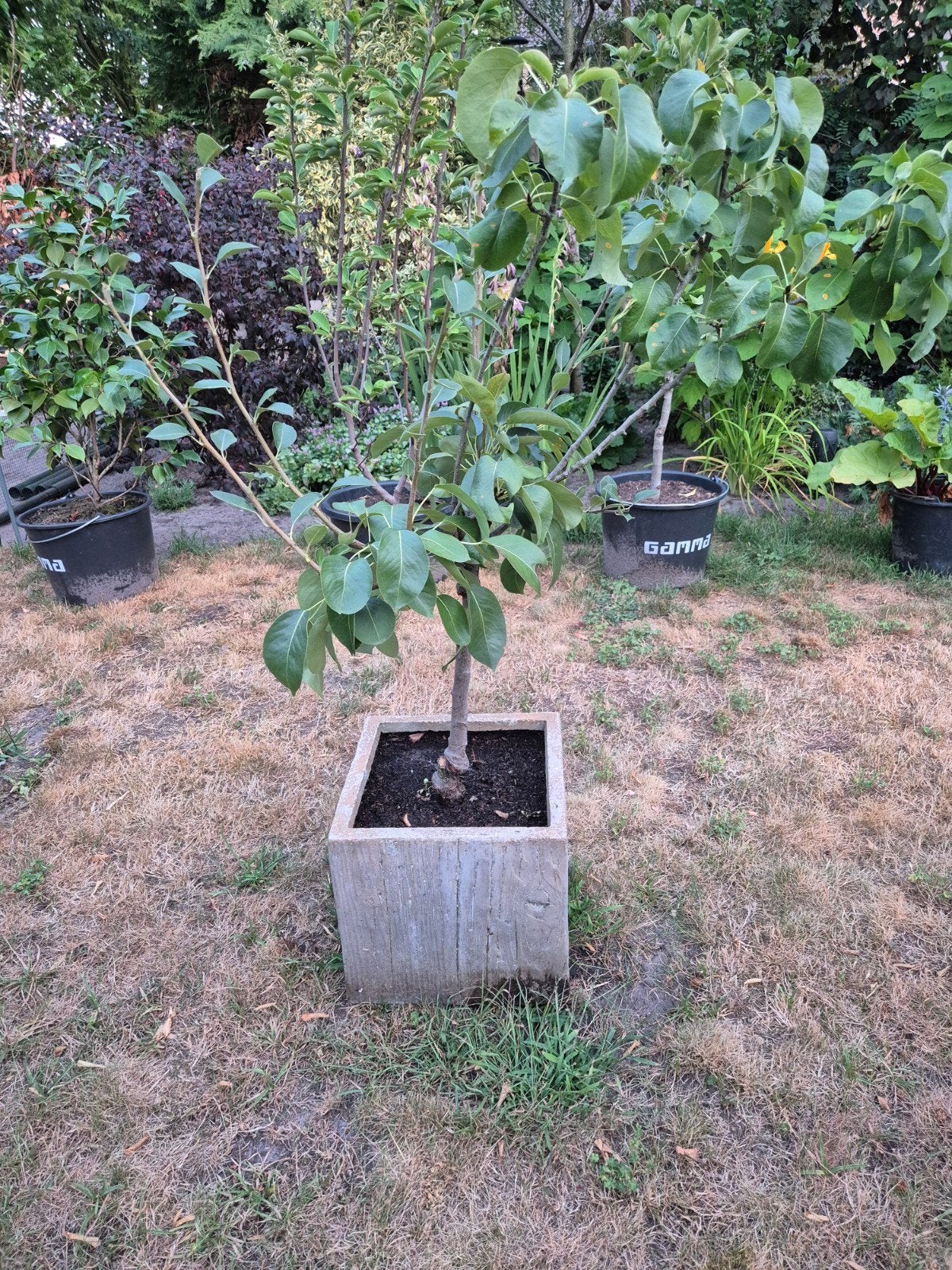 3 soorten peren aan 1 boom in pot, Tuin en Terras, Planten | Bomen, Overige soorten, 100 tot 250 cm, Zomer, Ophalen